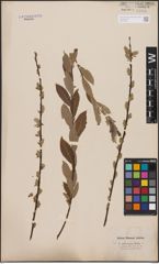 Salix aurita L. x Salix repens L.